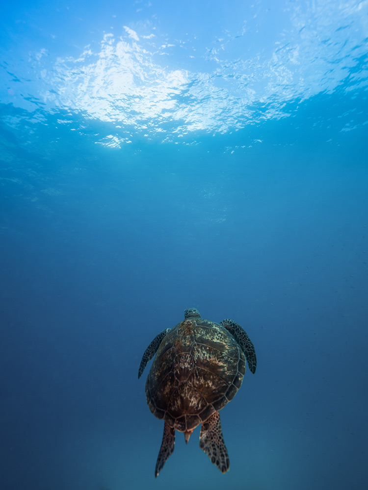 Breathe| LORD HOWE ISLAND - Amanda Delaforce