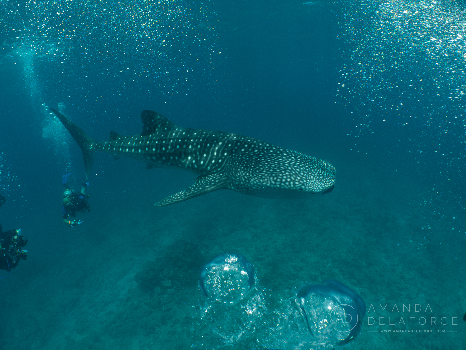 The Whale Sharks of Ningaloo- Activity book – WA Naturally